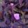 Virag_022_viragzik_a_biborpletyka_1211707_9807_t