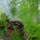 Virag_034_aszparagusz_diszsparga_1211705_1406_t