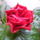 Kinyilt_kinai_rozsam_1212131_7999_t