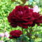 Rózsák és hibiszkusz