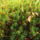 Dscf1106_1213518_9896_t
