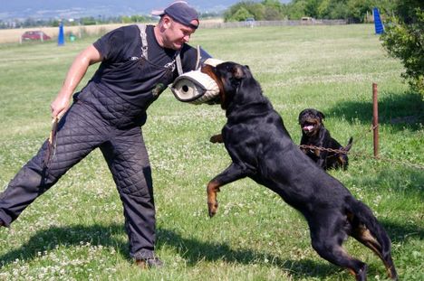 Fadyla Rottweilers