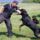 Fadyla_rottweilers_1213622_9883_t