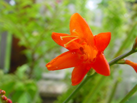 001 Crocosmia vendéggel