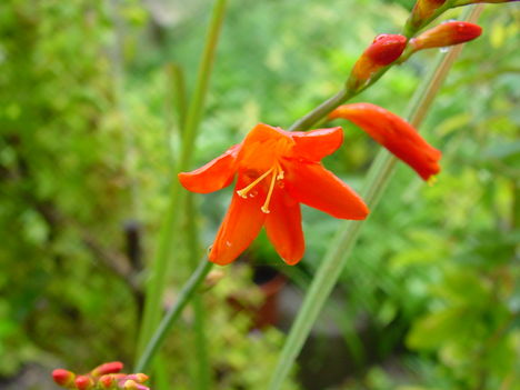 018 Crocosmia