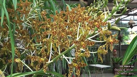 A világ legnagyobb orchideája