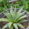 Aloe aristata  Szálkás aloé