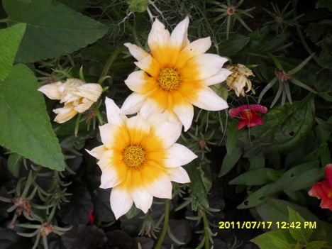 Egynyári gerbera