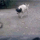 Kutya_macskagif_1214681_4776_t