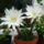 Nyar_019_1214553_3515_t
