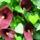 Nyar_052_1214609_2797_t