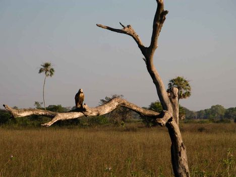 Pantanal