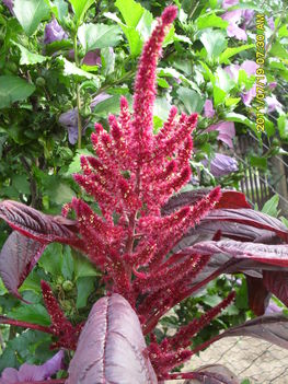 Piros disznóparéj - Amaranthus hypochondriacus