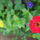Piros_sarga_zinnia_1214934_8252_t