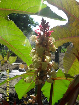 Ricinus