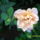 Rozsa-002_1214921_7710_t