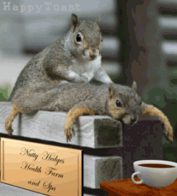 Jó reggelt mókuskáim-gif