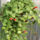 Szegyenlosviragot_hoztam_mutatoba_1215734_1198_t