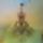 Welt386_450_x_600_1215161_4394_t