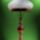 Welt549_450_x_600_1215218_6087_t