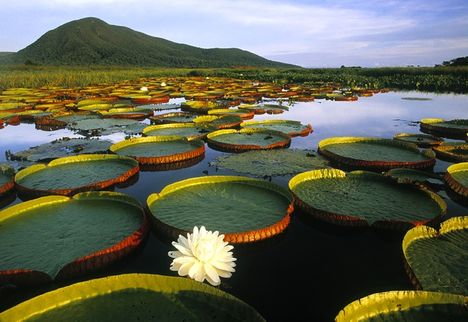 pantanal nemzeti park 1