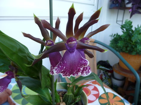 zygopetalum