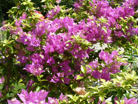 bougainvillea ( még mindig folyamatosan virágzik )