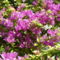 bougainvillea ( még mindig folyamatosan virágzik )