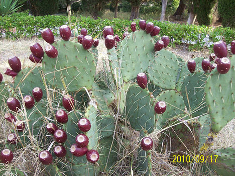 Kaktuszok 