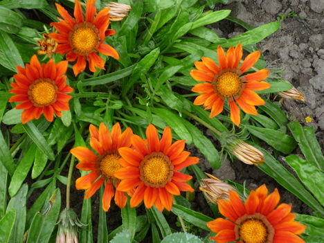 kerti gerbera