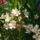 Leander__barack_szinu__1217155_2943_t