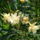 Leander__sarga_feltelt__1217145_1027_t