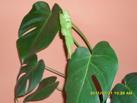 Monstera új levelet hoz