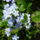 Olomvirag_1217156_8349_t