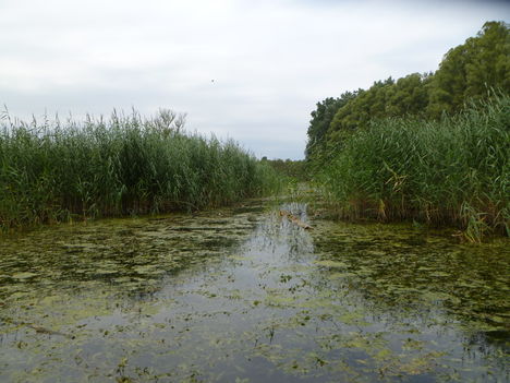 Öreg-szigeti belső tó, Kisbodak, Hullámtéri vízpótlórenszer (3), 2011. július 15.-én