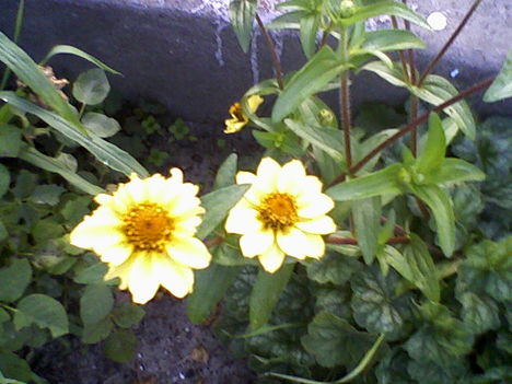 rézvirág, Zinnia angustifolia