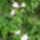Viraglonc_1217415_8091_t