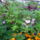 Viragok-006_1217430_9739_t