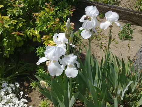 20110519299