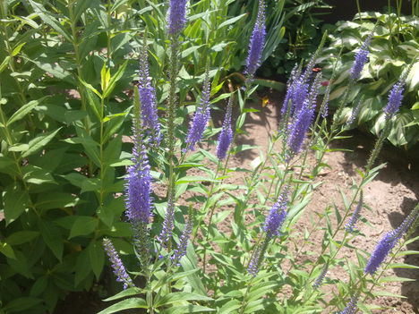 20110625455