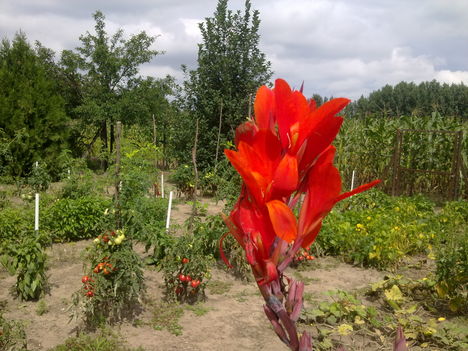20110801668