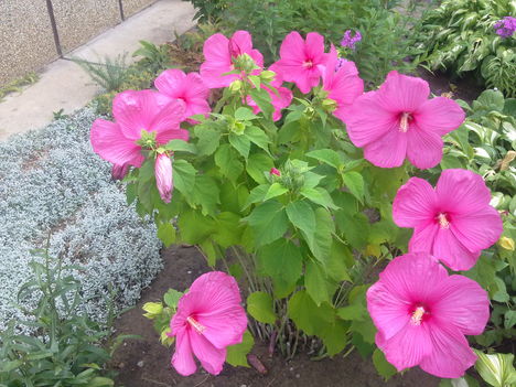 20110808717