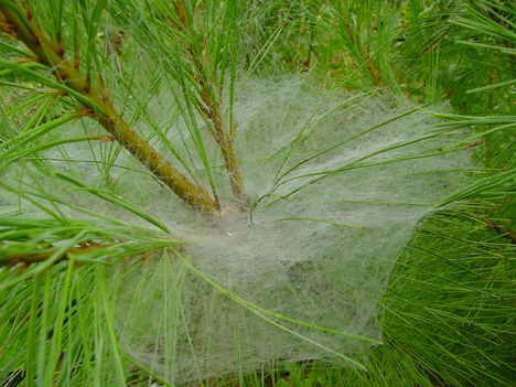 augusztusi reggel 026