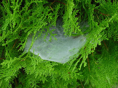 augusztusi reggel 032