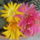 2011_06150004_1219637_8241_t