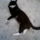 Cica_balra_1219652_5185_t
