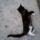 Cica_jobbra_1219648_1150_t