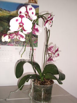 orhideám