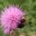 Poszneh_bogancsviragon_1219601_8203_t