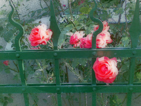 Rab-rózsák